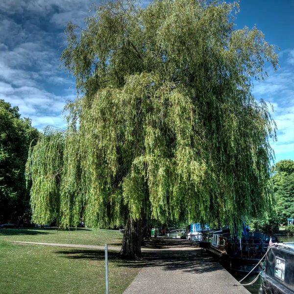 Overgrown greenery requiring professional maintenance